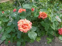 P1020430orange Rose.webp