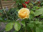 P1020429gelbe Rose.jpg