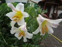 DSC02967.webp