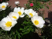 DSC02973.webp
