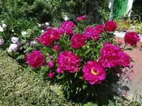 DSC02974.webp