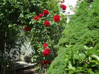 DSC02980.webp