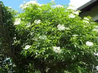 DSC02981.jpg