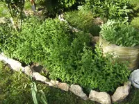 BILD9625.webp