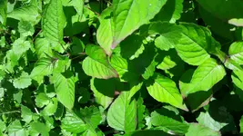 20180526_103402.webp