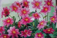 c044.webp