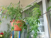 c049.webp