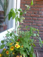 P1090878Himbeerrose.webp