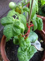 P1090871Balkonstar.webp