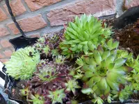 P1090889Semperviven.webp