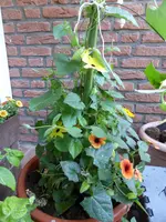 P1090884Susanne dreifarbig.webp