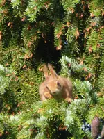 P1090870Eichhörnchen.webp