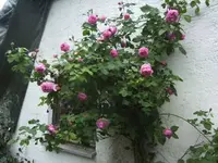 BILD9664.webp
