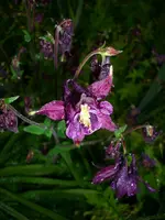 DSCI0791.webp