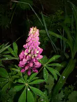 DSCI0792.webp