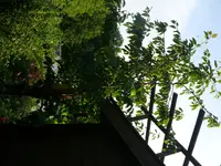 P1130472.webp