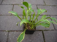 DSCI0796.webp