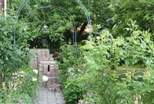 Garten Mai 48.jpg