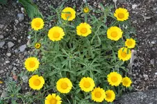 Garten Mai 46.jpg