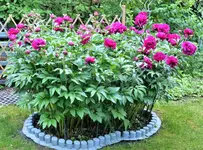 image003.webp