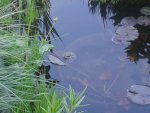 Frosch1.jpg