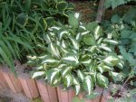 Hosta1.jpg