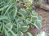 Hosta2.jpg