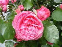 Leonardo Makro.webp