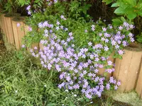 Mauerblümchen.webp