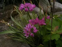 Zierlauch.webp