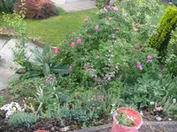 Blumenbeet1 (1).webp