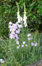 Blumenbeet1 (2).webp