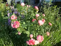 Blumenbeet1 (6).webp
