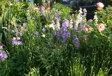 Blumenbeet1 (7).webp