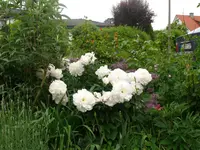 Pfingstrose (1).webp