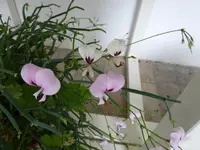 P1030741.webp