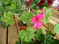 P1030750(1).webp