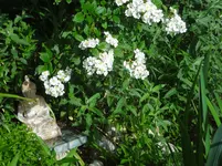 DSC02987.jpg