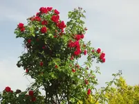 DSC02989.webp