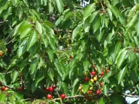 DSC02990.webp