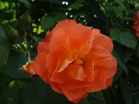 DSC02992.webp