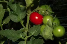 Hellfrucht1.webp