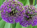 Allium.jpg