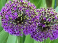 Allium.webp
