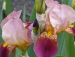 Iris1.jpg