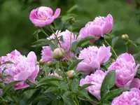 Rosa hohe Pfiro.webp