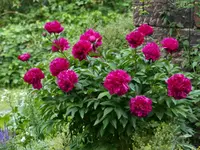 Rote hohe Pfiro.webp