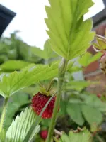 Walderdbeeren.jpg