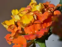 Wandelröschen.webp