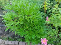 20180528_101459.jpg